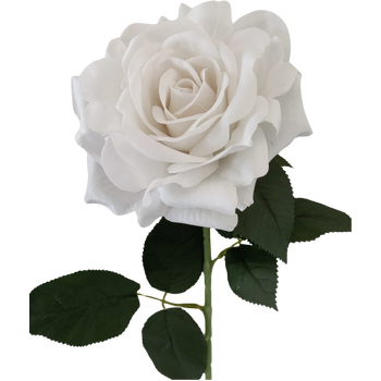 75cm - 13cm Diameter White Velvet Rose Stem