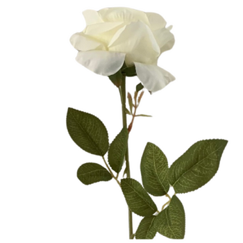 60cm - White/Cream Single Stem Rose 
