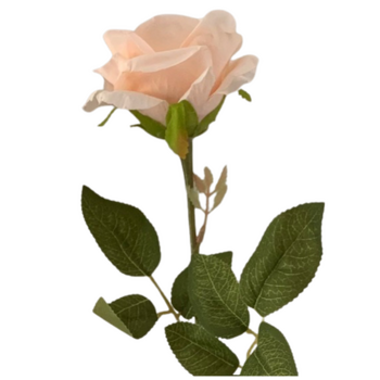 60cm - Soft Peach Single Stem Rose