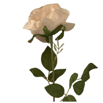 60cm - Champagne Single Stem Rose