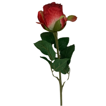 50cm - Red Single Stem Bud Rose