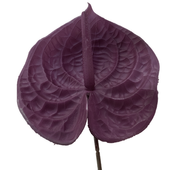 67cm - Plum Anthurium Flower