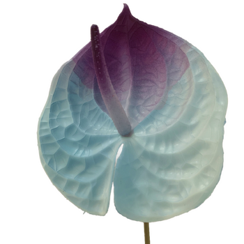 67cm - Blue Anthurium Flower
