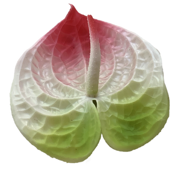67cm - Mixed Colour Anthurium Flower