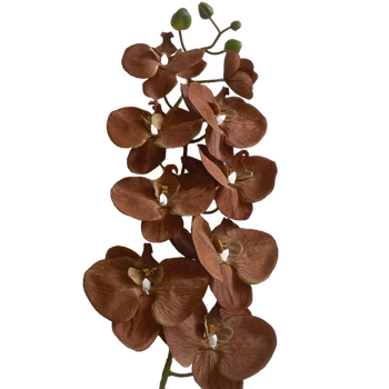 Coffee Phalaenopsis Orchid 7 head - 100cm