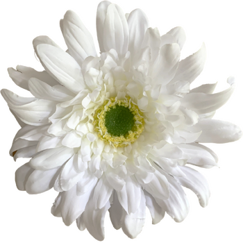 15cm Gerbera Flower Head - White