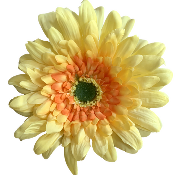 15cm Gerbera Flower Head - Yellow