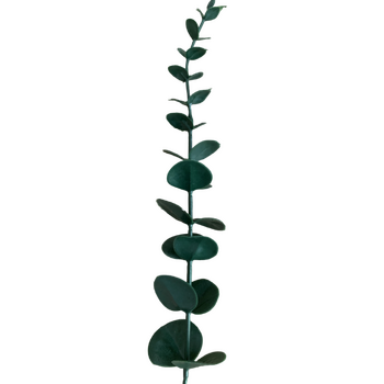36cm Dark Green Native Eucalyptus Native Stem