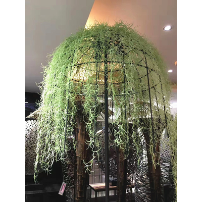 80cm Spanish Moss (Air Grass) - Pale Green