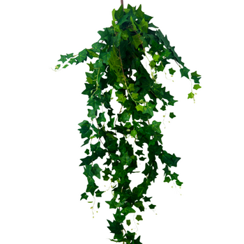  140cm High Quality Trailing Ivy Bush - Green