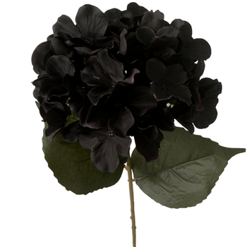 62cm 5 Head Hydrangea Stem Black