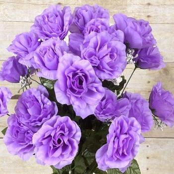 Giant Budget Rose Open - Lavender (big 70cm tall bush)