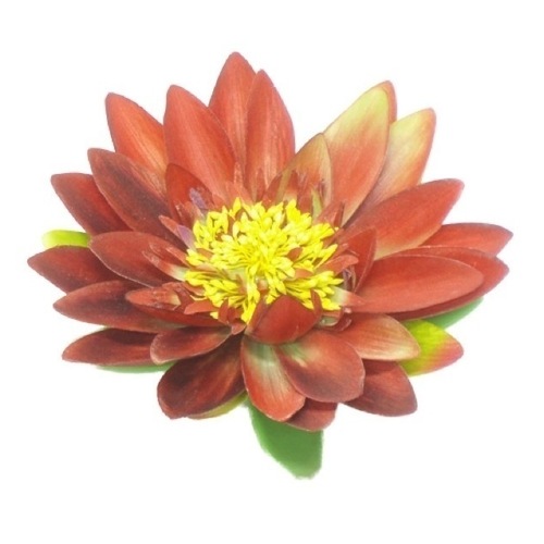 Large View Floating Lotus Red