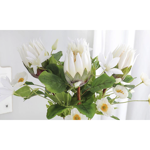 Large View 70cm White Native Protea - Large Flower 