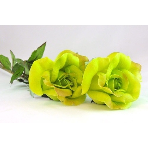 Large View Diamond Rose - 32inch - Real Touch - Green