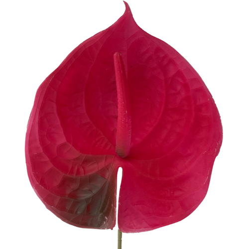 Large View 67cm - Hot Pink Anthurium Flower