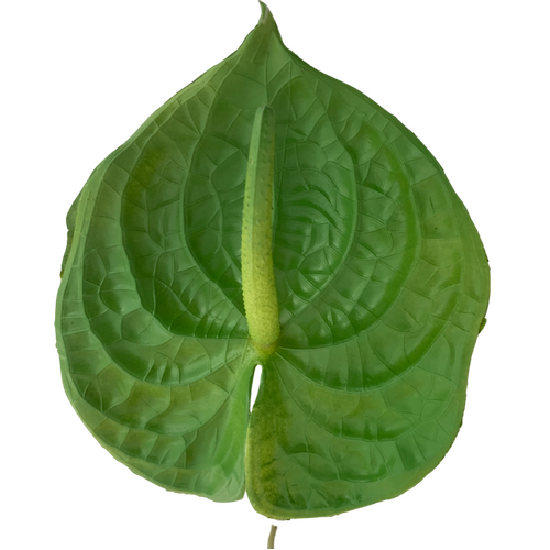 Large View 67cm - Green Anthurium Flower