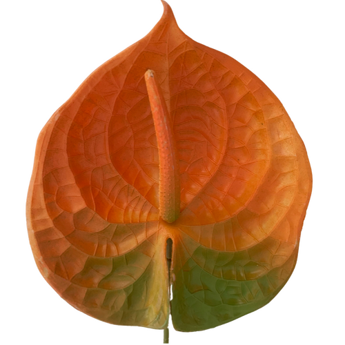 Large View 67cm - Autumn Orange Anthurium Flower