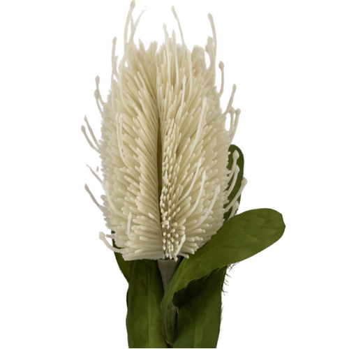Large View 65cm White Banksia Australian Native 