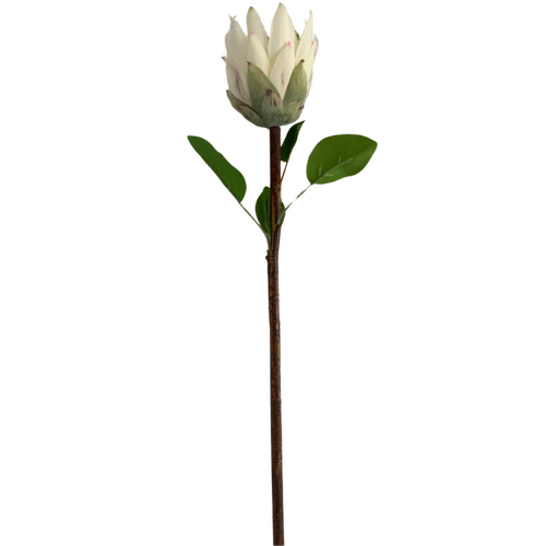 Large View 65cm White Native Protea - Large Flower