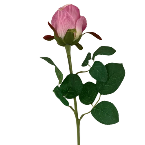 Large View 50cm - Violet Single Stem Bud Rose