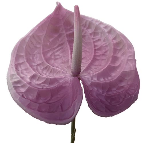Large View 67cm - Violet Anthurium Flower