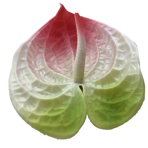 Large View 67cm - Mixed Colour Anthurium Flower