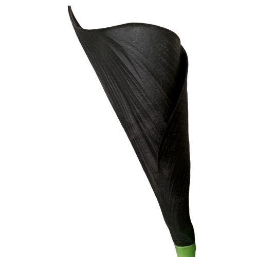 Large View 70cm Real Touch Calla Lily - Black