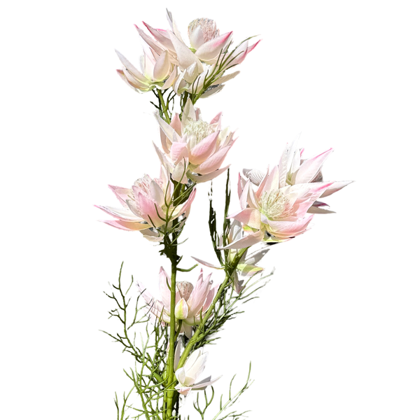 Large View 65cm White/Pink Artificial Blushing Bride Stem – 9 Flower Heads