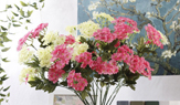 Camellia